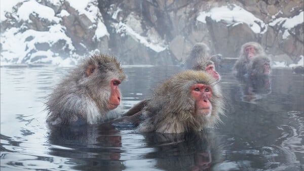 Τίγρη της Σιβηρίας vs πολική αρκούδα: Το «Frozen Planet II» μάγεψε ακόμα και τον Ντέιβιντ Ατένμπορο