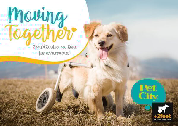 Pet City: Αct Pawsi+ive Moving Together