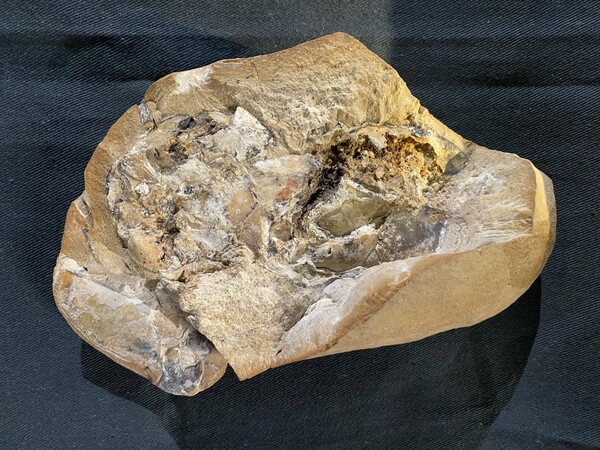 Αυστραλία: Ανακαλύφθηκε η αρχαιότερη καρδιά ηλικίας 380 εκατ. ετών - Μέσα σε αρχαίο ψάρι 