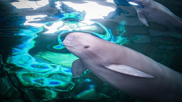 Η Κίνα «έχασε» το δελφίνι του ποταμού Γιανγκτσέ - Η κλιματική αλλαγή απειλεί κι άλλα είδη 