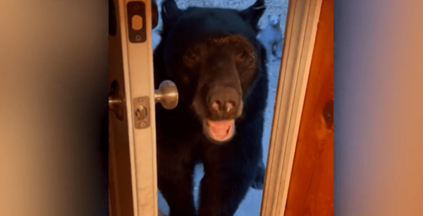Αρκούδα στην πόρτα