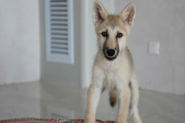 Cloned Arctic wolf named Maya could help preserve endangered animals 