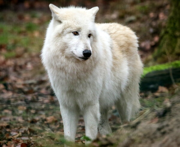 Cloned Arctic wolf named Maya could help preserve endangered animals 