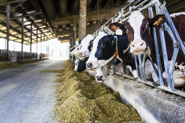 Ελβετία: Δημοψήφισμα για την εργοστασιακή κτηνοτροφία- Ζητούν προστασία για βόδια, κότες και γουρούνια