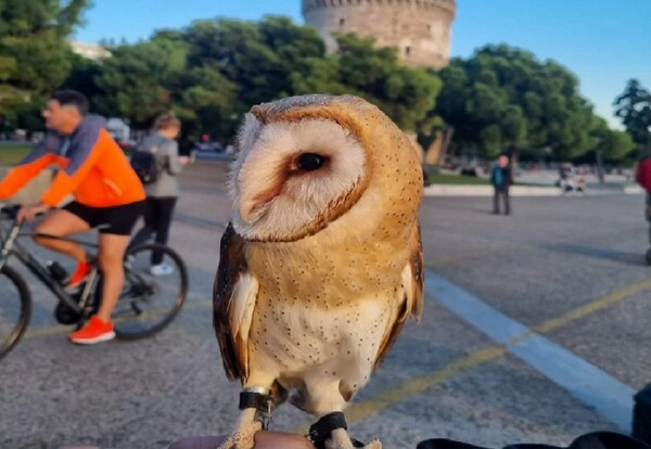 Θεσσαλονίκη: Έβγαλε βόλτα την κουκουβάγια του στον Λευκό Πύργο- Αντιδράσεις στα social media