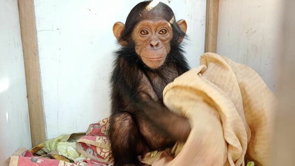 Κονγκό: Απαγωγείς άρπαξαν τρία μωρά χιμπατζήδες και ζητούν λύτρα - «Για πρώτη φορά στον κόσμο»