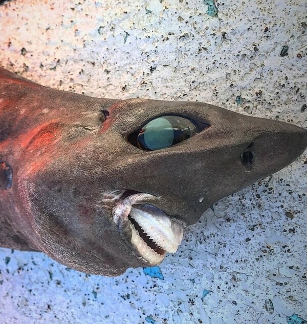 Ένα περίεργο είδος καρχαρία που «γελάει» βρέθηκε στην Αυστραλία
