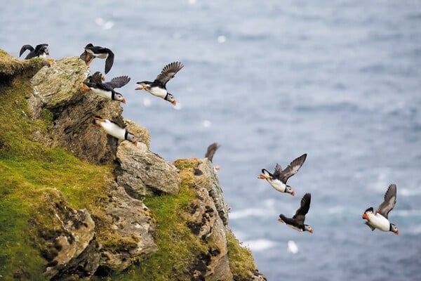 Eικόνες από τα πολύχρωμα ψαροπούλια «puffin» στις βρετανικές νήσους