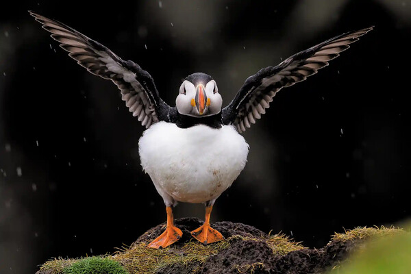Eικόνες από τα πολύχρωμα ψαροπούλια «puffin» στις βρετανικές νήσους
