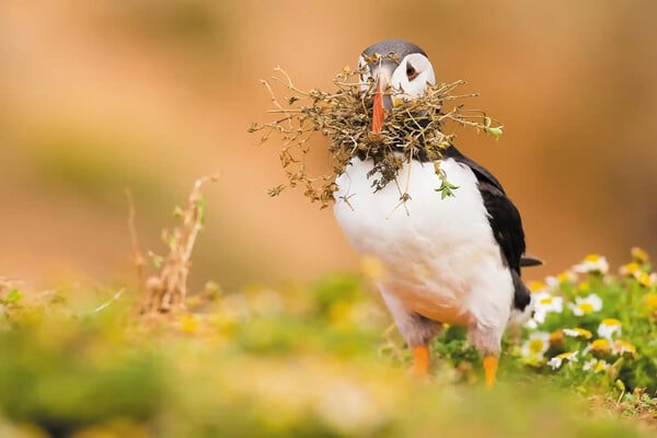 Eικόνες από τα πολύχρωμα ψαροπούλια «puffin» στις βρετανικές νήσους