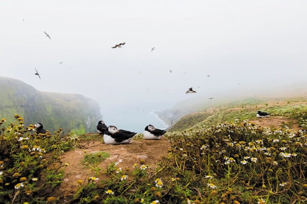 Eικόνες από τα πολύχρωμα ψαροπούλια «puffin» στις βρετανικές νήσους