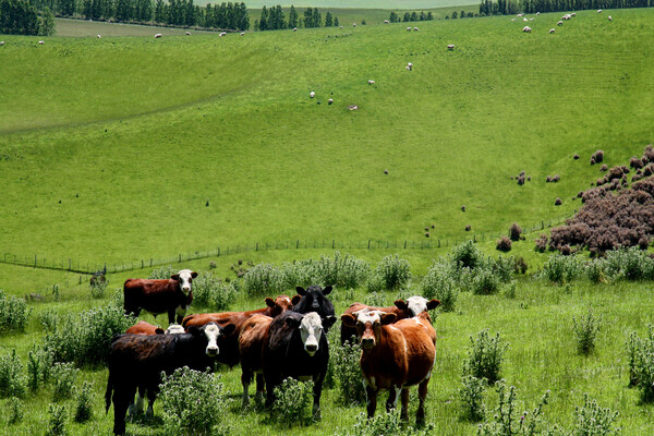 Αγελάδες στη Νέα Ζηλανδία