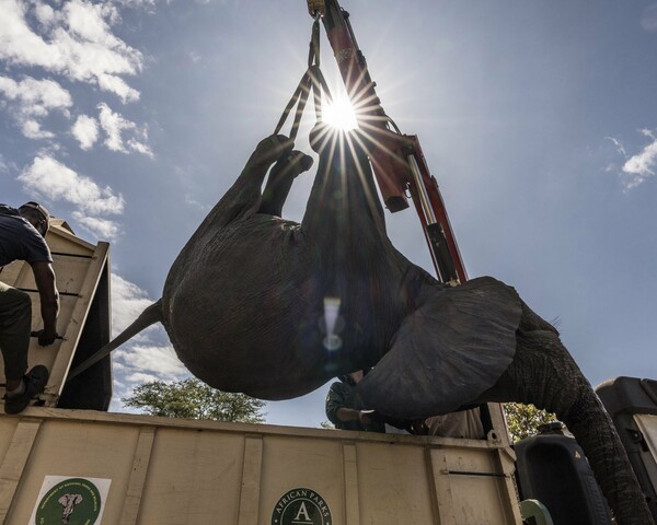 Στο στόχαστρο MKO του πρίγκιπα Χάρι μετά το θάνατο τριών ανθρώπων από ελέφαντες - «Νοιάζονται περισσότερο για τα ζώα»