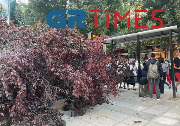 Πτώση δέντρου στη Θεσσαλονίκη