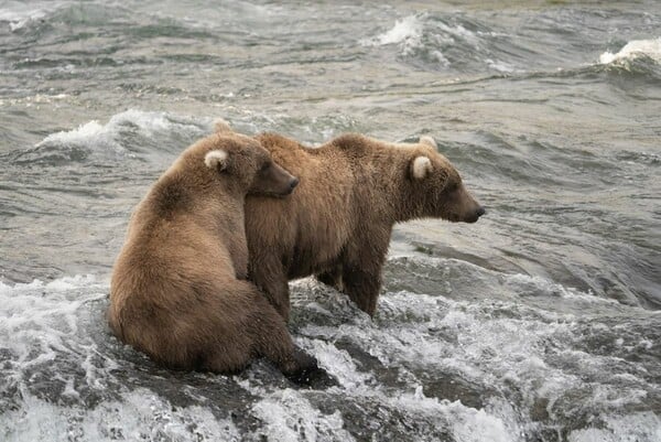Διαγωνισμός παχιάς αρκούδας: Στην Αλάσκα ψηφίζουν ποια προετοιμάστηκε καλύτερα για τη χειμερία νάρκη