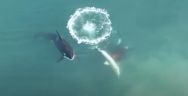 Drone footage shows orcas chasing and killing great white shark