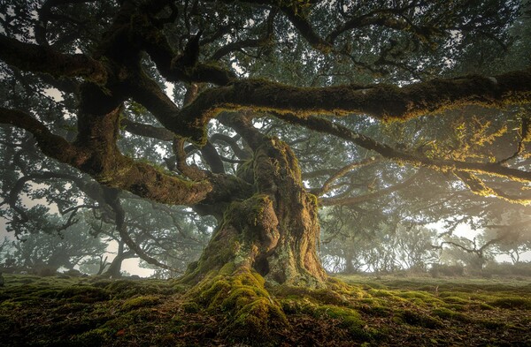 Οι νικητές του διαγωνισμού φωτογραφίας του Nature Conservancy 2022