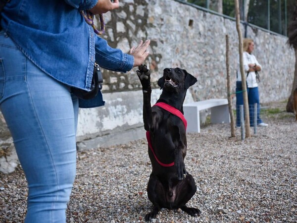 Ανάπλαση πάρκου απέναντι από τον σταθμό Λαρίσης- Δημιουργήθηκε dog park