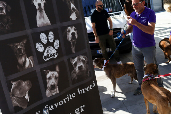 ATHENS PET FESTIVAL