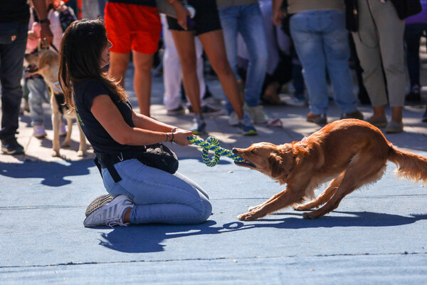 ATHENS PET FESTIVAL