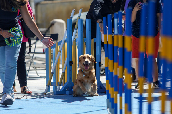 ATHENS PET FESTIVAL