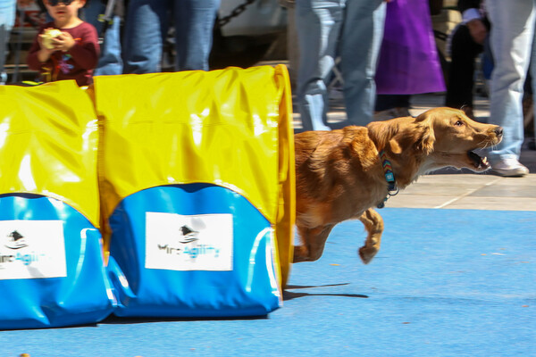 ATHENS PET FESTIVAL