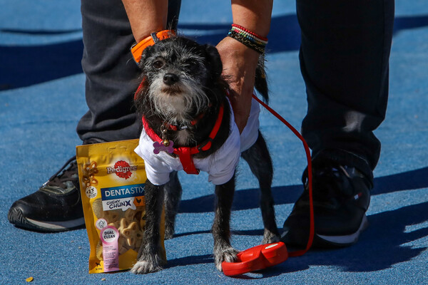 ATHENS PET FESTIVAL