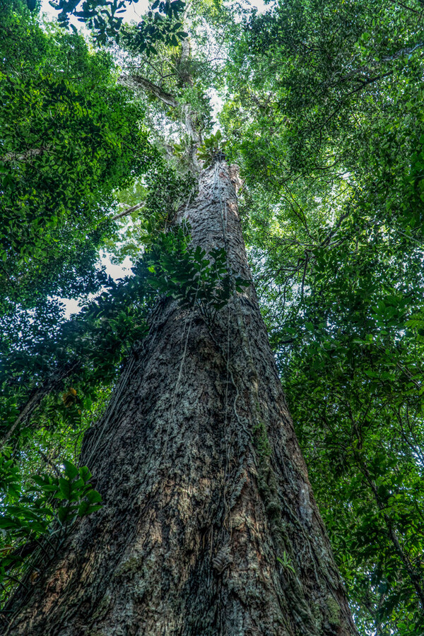 Επιστήμονες έφτασαν στο ψηλότερο δέντρο του Αμαζονίου- στο μέγεθος 25ώροφου κτιρίου
