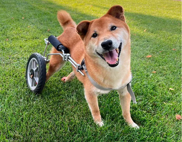 Ο χαμογελαστός Γκόρντον «στέφθηκε» ο πιο χαριτωμένος σκύλος του κόσμου- επέζησε από τροχαίο