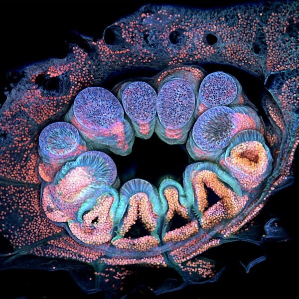 Nikon Small World Photomicrography: Οι νικητές του διαγωνισμού που δημιουργούν τέχνη μέσα από το μικροσκόπιο