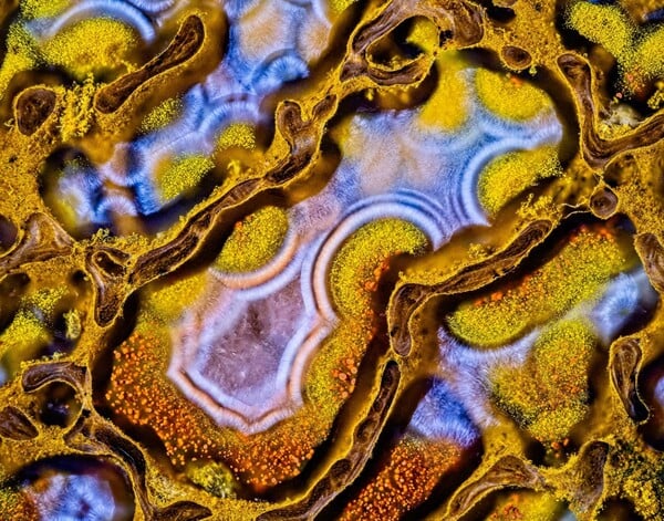 Nikon Small World Photomicrography: Οι νικητές του διαγωνισμού που δημιουργούν τέχνη μέσα από το μικροσκόπιο