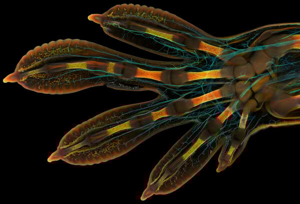 Nikon Small World Photomicrography: Οι νικητές του διαγωνισμού που δημιουργούν τέχνη μέσα από το μικροσκόπιο