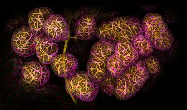 Nikon Small World Photomicrography: Οι νικητές του διαγωνισμού που δημιουργούν τέχνη μέσα από το μικροσκόπιο
