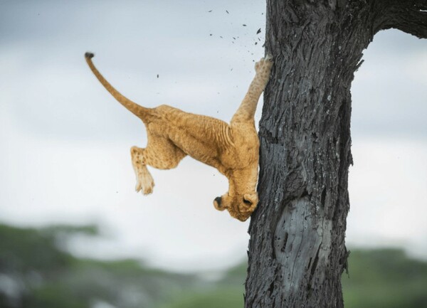 Comedy Wildlife Photography Awards: Μια ζέβρα «αερίζεται», ψάρια «χαμογελούν» και ένα ρακούν χαιρετάει