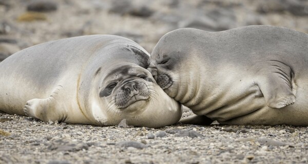 Comedy Wildlife Photography Awards: Μια ζέβρα «αερίζεται», ψάρια «χαμογελούν» και ένα ρακούν χαιρετάει