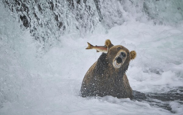 Comedy Wildlife Photography Awards: Μια ζέβρα «αερίζεται», ψάρια «χαμογελούν» και ένα ρακούν χαιρετάει