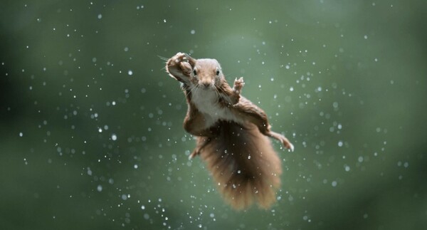 Comedy Wildlife Photography Awards: Μια ζέβρα «αερίζεται», ψάρια «χαμογελούν» και ένα ρακούν χαιρετάει