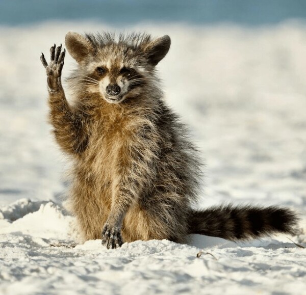 Comedy Wildlife Photography Awards: Μια ζέβρα «αερίζεται», ψάρια «χαμογελούν» και ένα ρακούν χαιρετάει