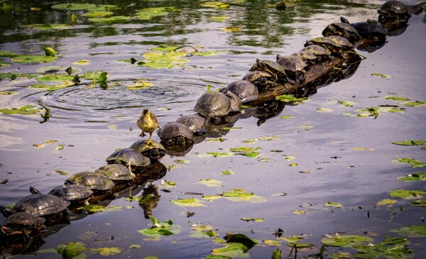 Comedy Wildlife Photography Awards: Μια ζέβρα «αερίζεται», ψάρια «χαμογελούν» και ένα ρακούν χαιρετάει