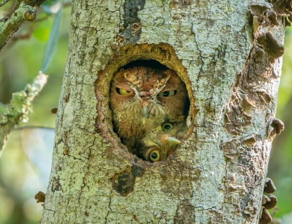 Comedy Wildlife Photography Awards: Μια ζέβρα «αερίζεται», ψάρια «χαμογελούν» και ένα ρακούν χαιρετάει