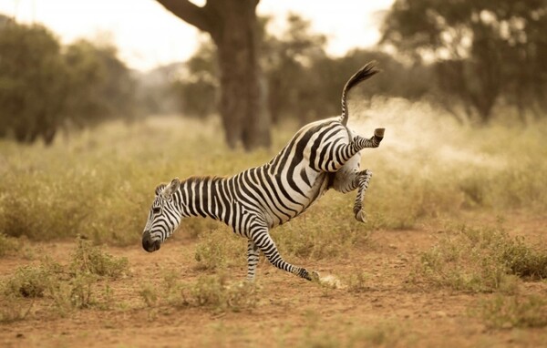 Comedy Wildlife Photography Awards: Μια ζέβρα «αερίζεται», ψάρια «χαμογελούν» και ένα ρακούν χαιρετάει