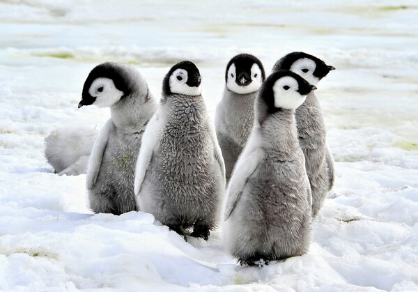 Απειλούμενο είδος οι αυτοκρατορικοί πιγκουίνοι λόγω της κλιματικής αλλαγής