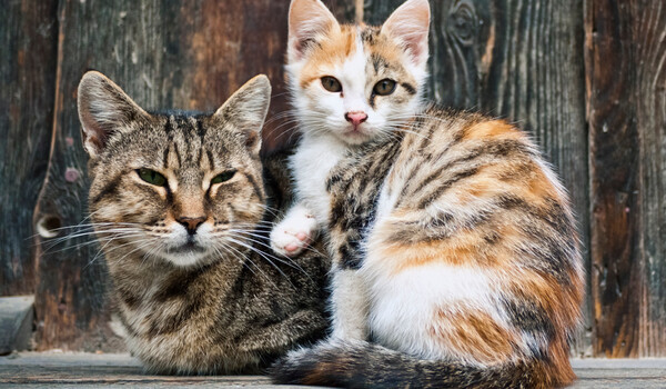  Άγιος Δημήτριος: Γάτα βρέθηκε απαγχονισμένη με αυτοσχέδια θηλιά