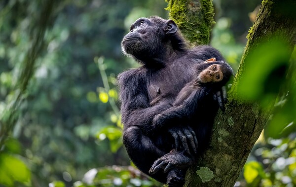 Stunning images from African Wildlife Foundation's photography award are inspiring conservation