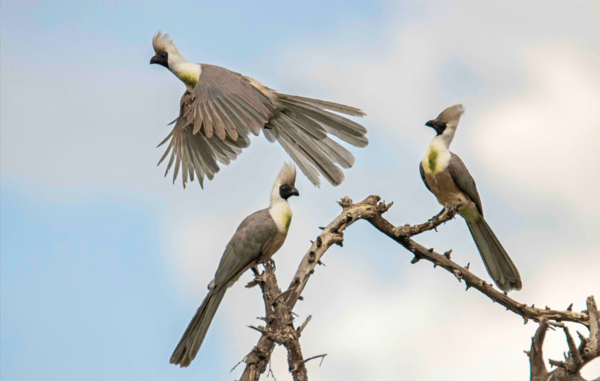 Stunning images from African Wildlife Foundation's photography award are inspiring conservation