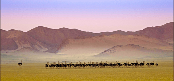 Stunning images from African Wildlife Foundation's photography award are inspiring conservation