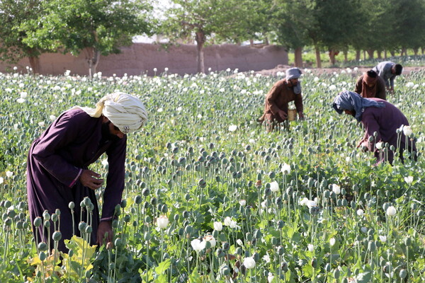 Αφγανιστάν: Ραγδαία αύξηση στην καλλιέργεια παπαρούνας- «Απογειώθηκαν» οι τιμές του όπιου