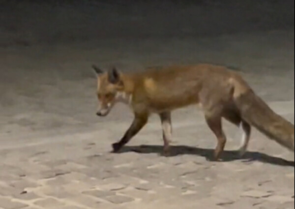 Αλεπού κάνει βόλτα κάτω από την Ακρόπολη