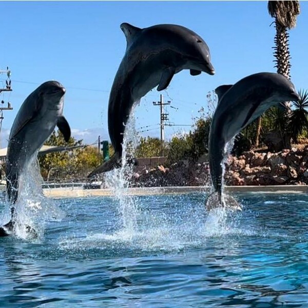 Αντιδράσεις μετά την ανάρτηση του Άδωνι Γεωργιάδη από την «απαγορευμένη« παράσταση δελφινιών