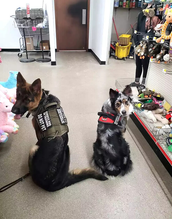 Mission K9 Warrior: Μια ΜΚΟ «ταιριάζει» βετεράνους με PTSD με σκύλους θεραπείας- και σώζουν τη ζωή τους